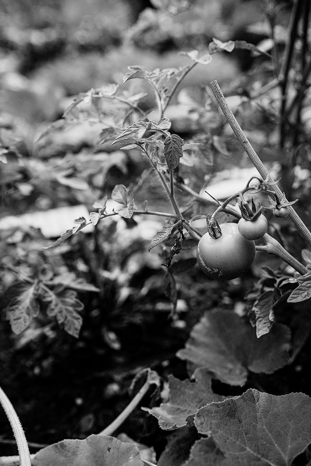 Durch die Genschere Crispr/Cas wurden beispielsweise Tomaten gezüchtet, denen der Mehltau-Pilz nichts anhaben kann