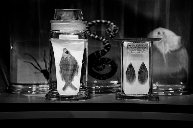 Les poissons envoyés du Congo belge par Edouard Luja au MNHN