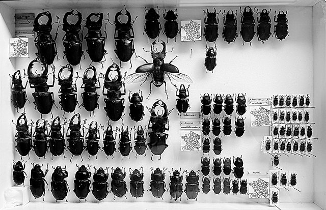 Des coléoptères Lucanides